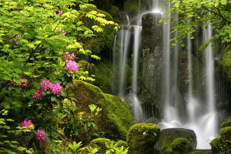 A waterfall surrounded by trees and flowers above the koi pond in the Portland Japanese Garden