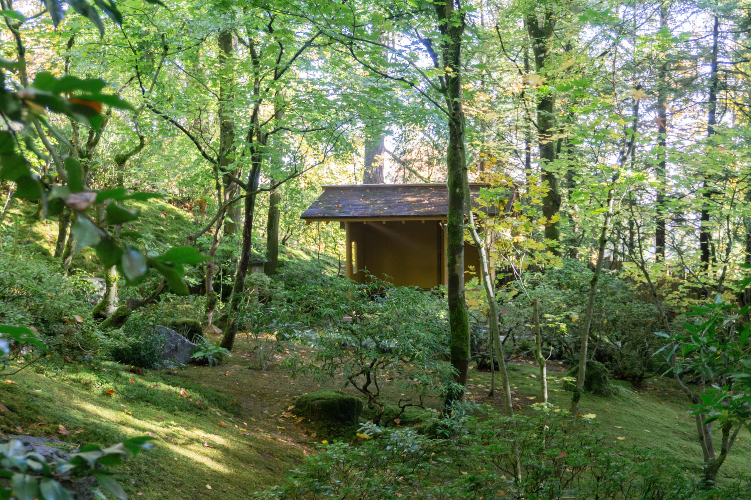 a small wooden structure surrounded by tall trees