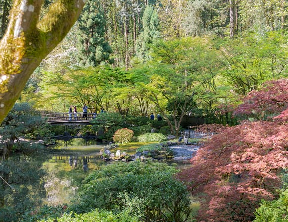looking across a pond surrounded by plant life with a wooden bridge in the distance