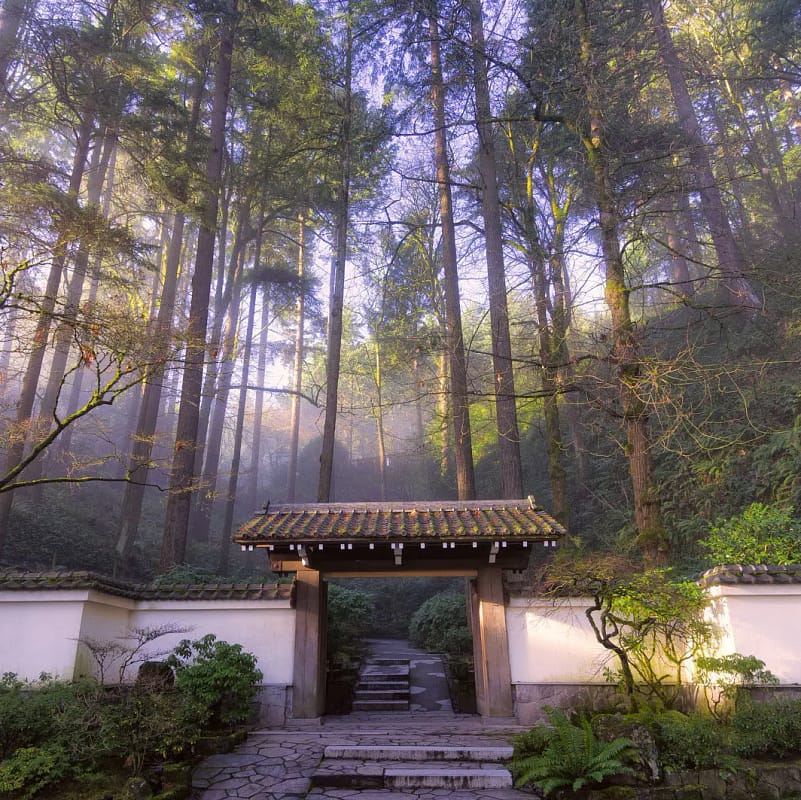 Antique Gate and Douglas Firs in Winter Light. Photo by Roman Johnston