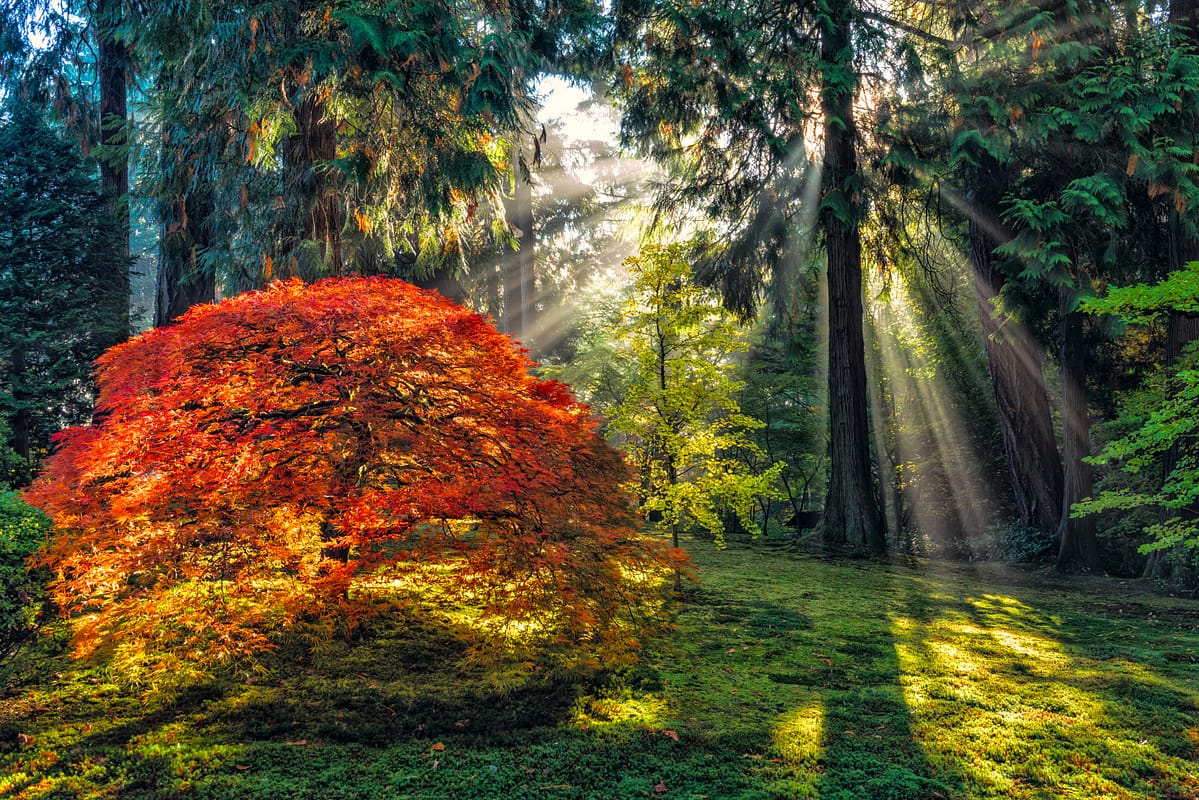 Fall Maple with Forest Sun Rays_Roman Johnston
