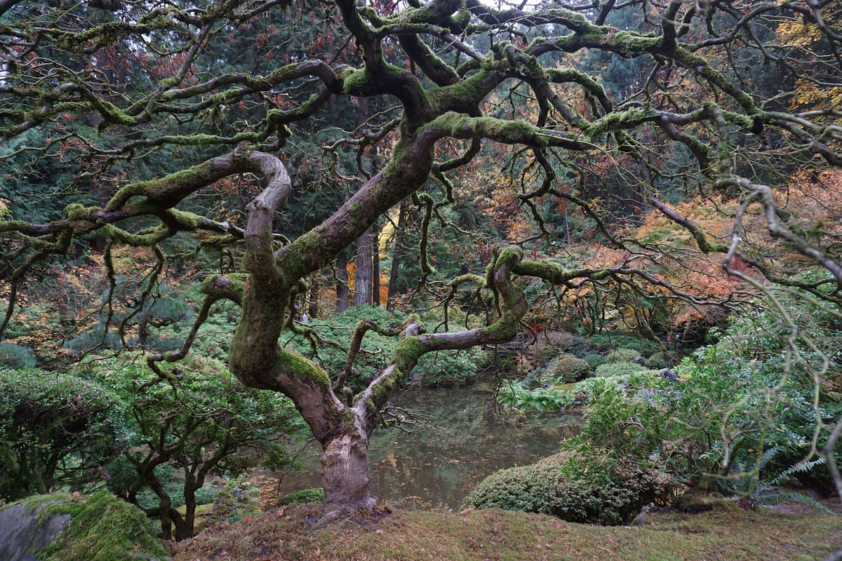 Portland Japanese Garden - Fall Colors - Photo by Tyler Quinn - DSC06927 - 20171103