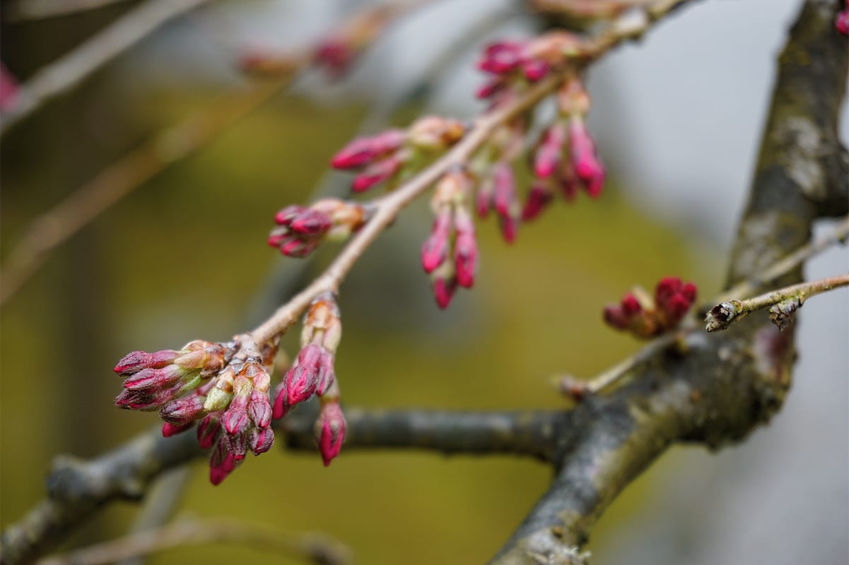 Portland Japanese Garden -Cherry Blossom Spring Watch - 3.21 - DSC02404