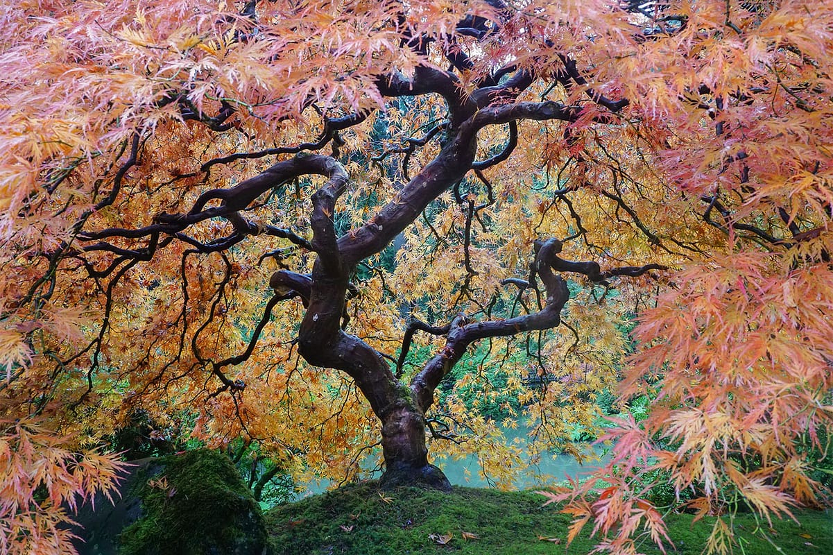Peak Color Portland Japanese Garden. Photo by Tyler Quinn - 2018-10-29 - DSC01498_low
