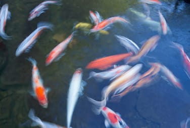 King of the River: Koi at Portland Japanese Garden – Portland Japanese ...