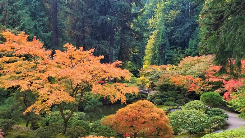 Fall Color Updates 2022 – Portland Japanese Garden