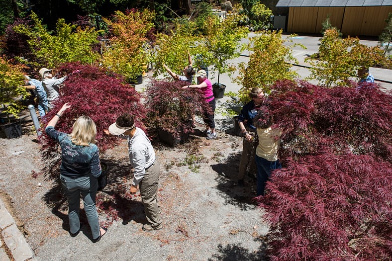 Students and teachers work on a variety of maple trees