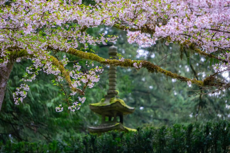 2024 Cherry Blossom Watch – Portland Japanese Garden