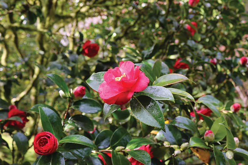 Red camellias blooming in the Portland Japanese Garden