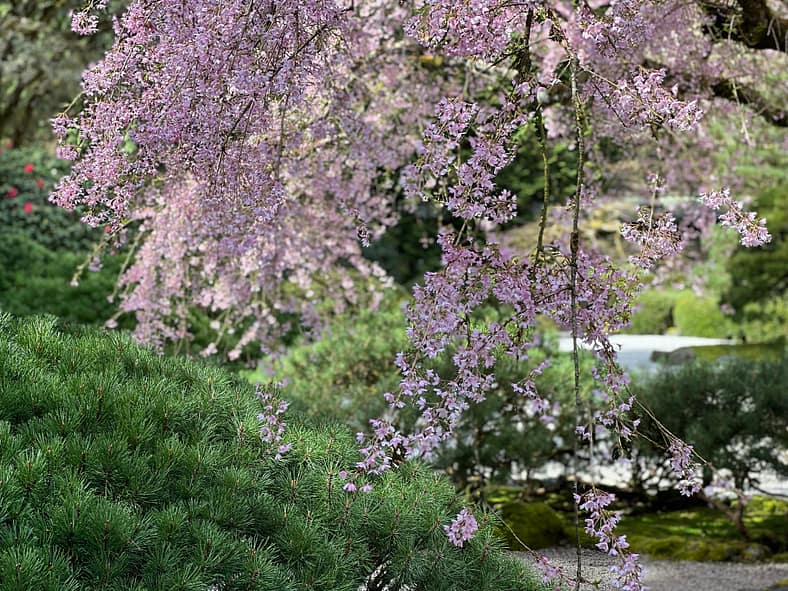 2022 Cherry Blossom Watch – Portland Japanese Garden