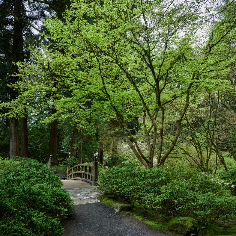 Wooden bridge underneath a very green lush tree
