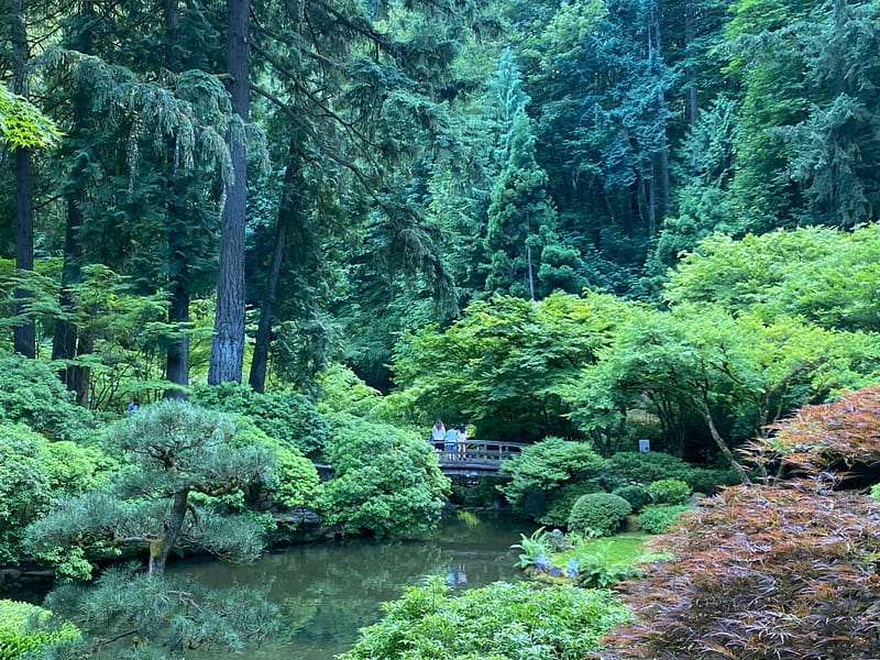 See the Garden in Evening Light – Portland Japanese Garden