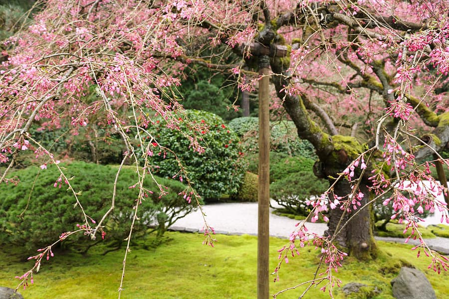 Cherry Blossoms in the Garden – Portland Japanese Garden