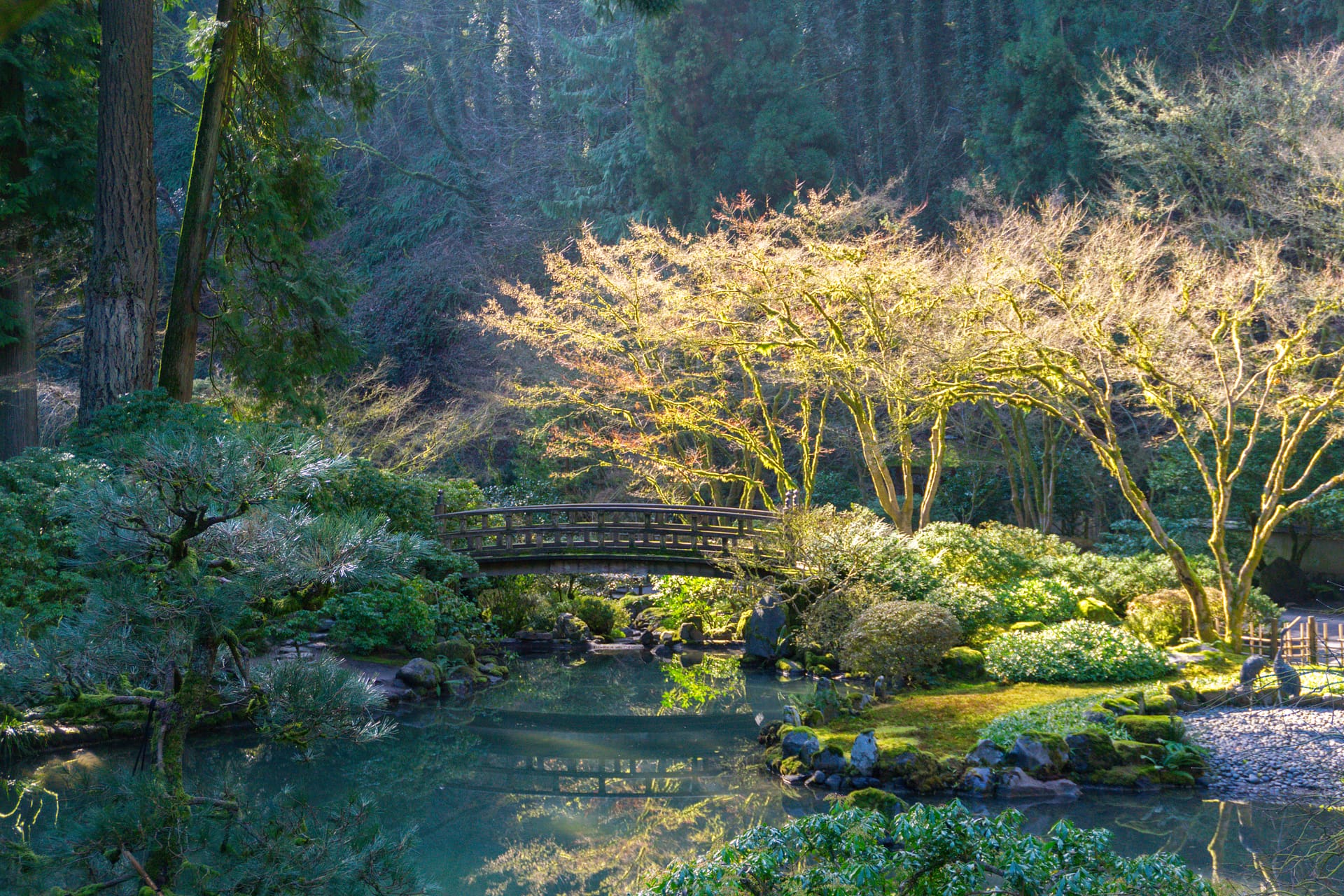 The strolling pond garden in Portland Japanese Garden. From this perspective we see a wooden bridge (The Moon Bridge) and trees illuminated by sunshine.