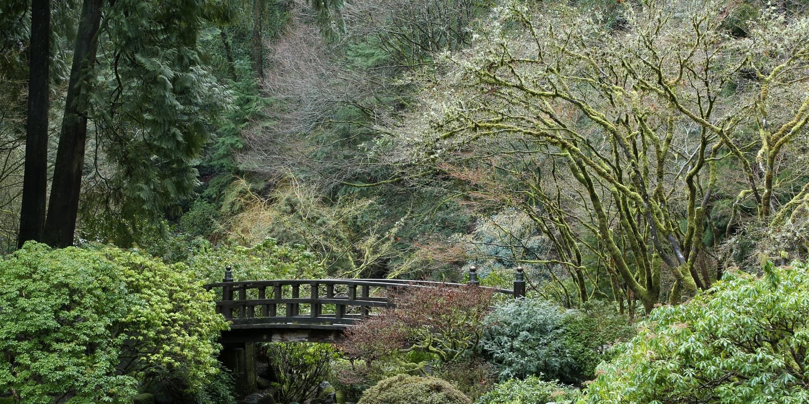 Portland Japanese GardenWinter 2017RayPfortner.com