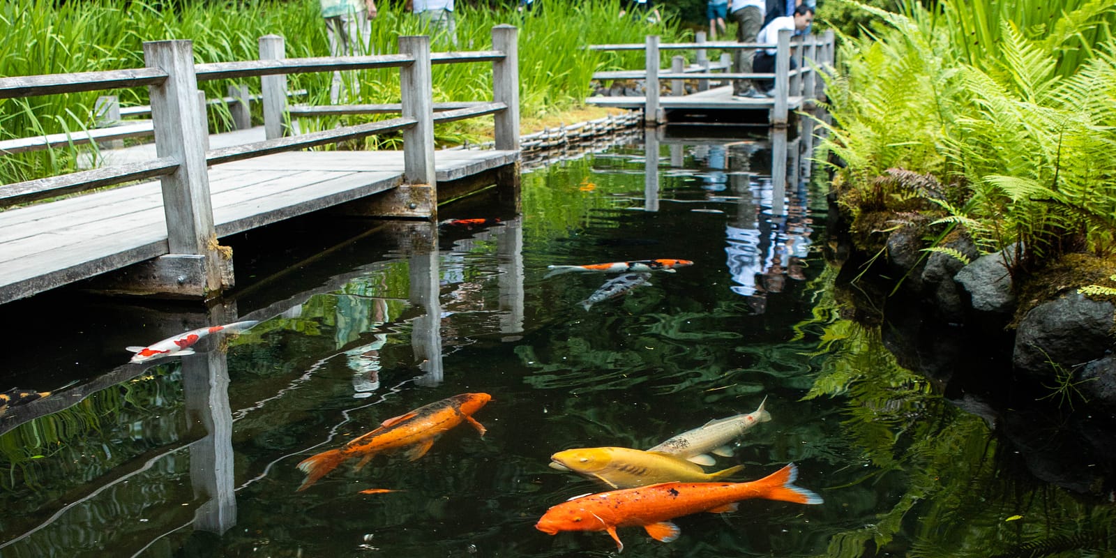 Golden Crane - 2021-07-11 - Jonathan Ley - image-096