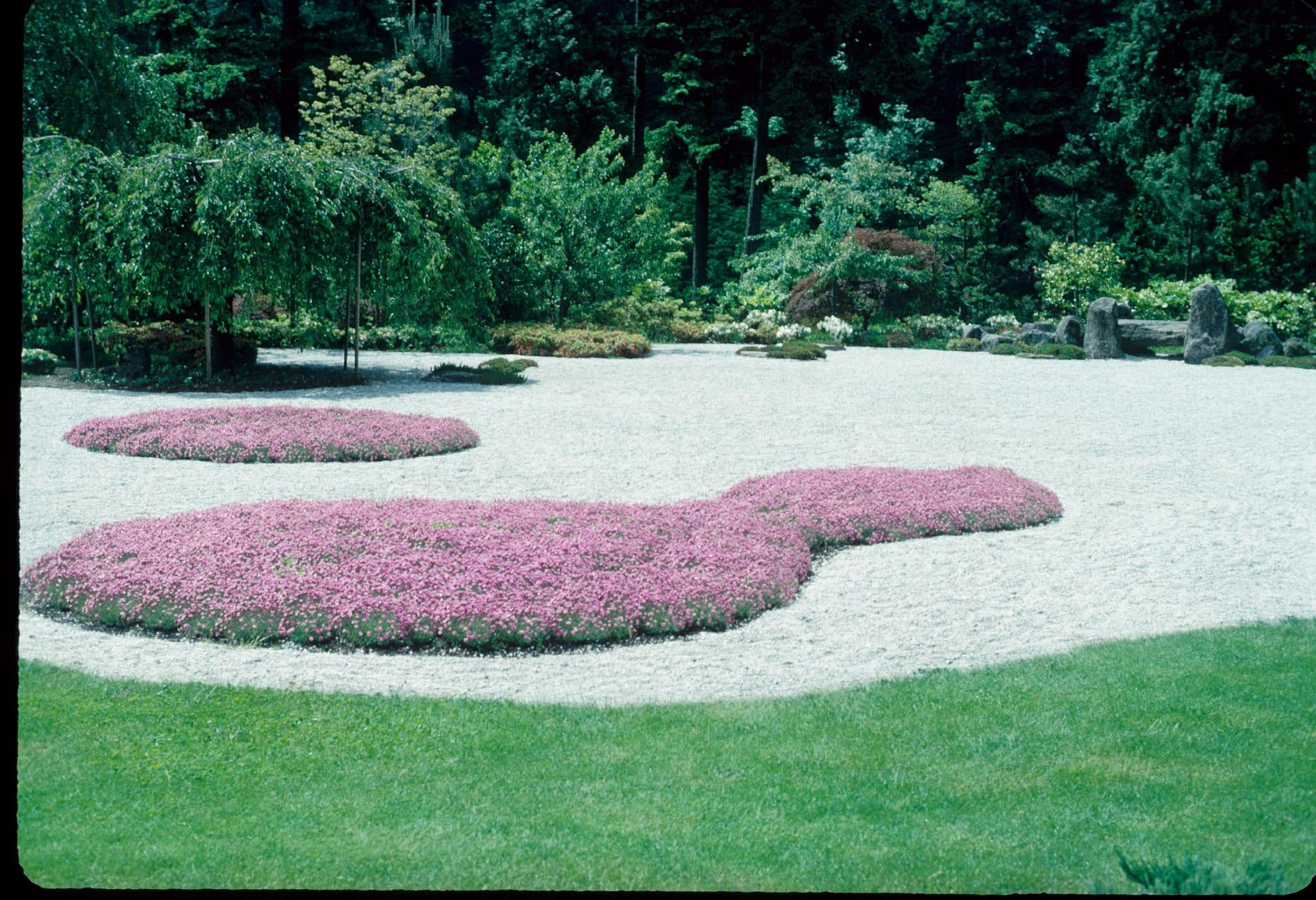 A raked sand garden with ruby dianthus flowers and a weeping cherry tree.