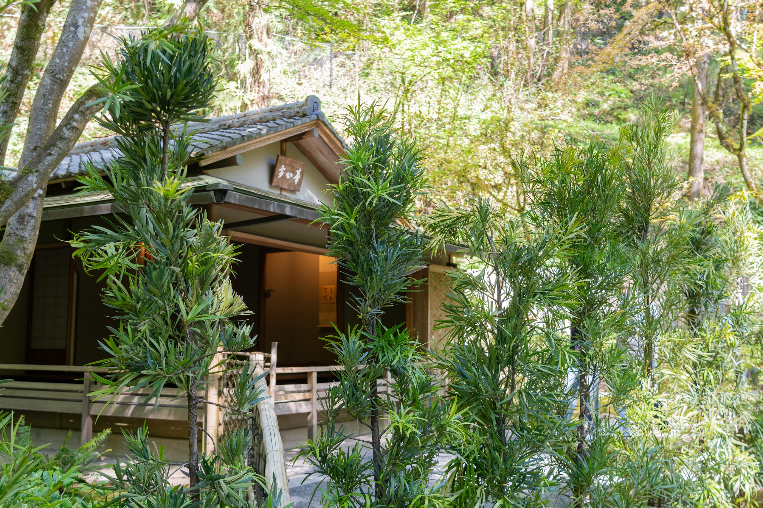 hedges of podocarpus obscuring the view of a tea house