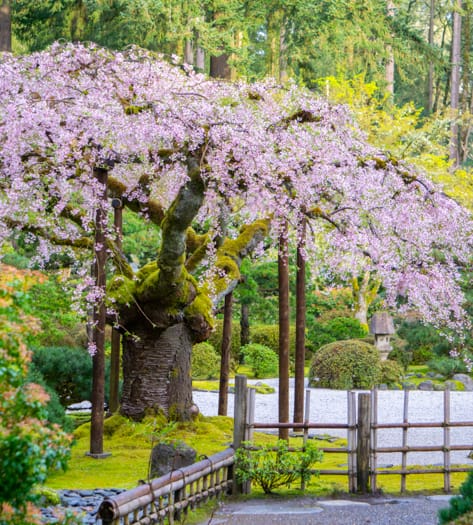 mina perhonen マトリョーシカ　Girl & Tree Cherry mina perhonen マトリョーシカ Girl & Tree Cherry 9/12/15/20/25cm