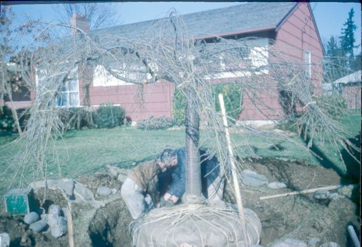 a crew wraps fabric around the roots of a weeping cherry tree