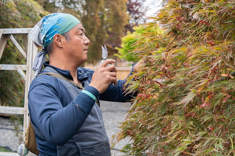 A gardener with shears in his hand looking at a maple