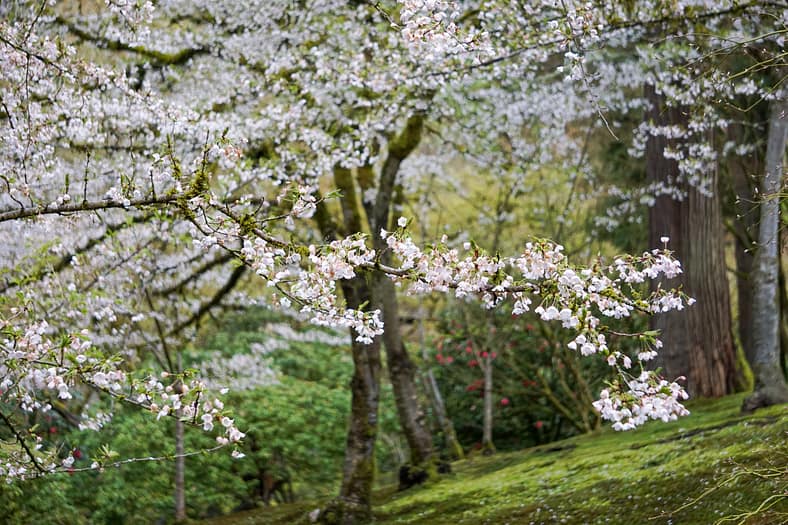 Cherry trees in Portland Japanese Garden.
