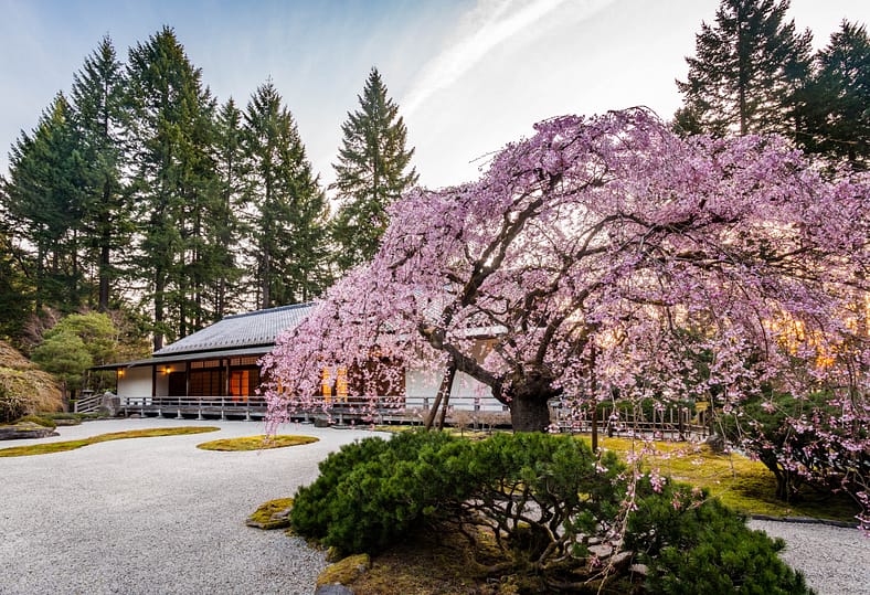 A weeping cherry tree in full peak bloom in front of a pavilion in Portland Japanese Garden