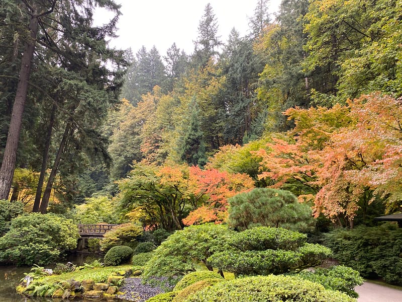 Fall Color Watch: November 4 – Portland Japanese Garden