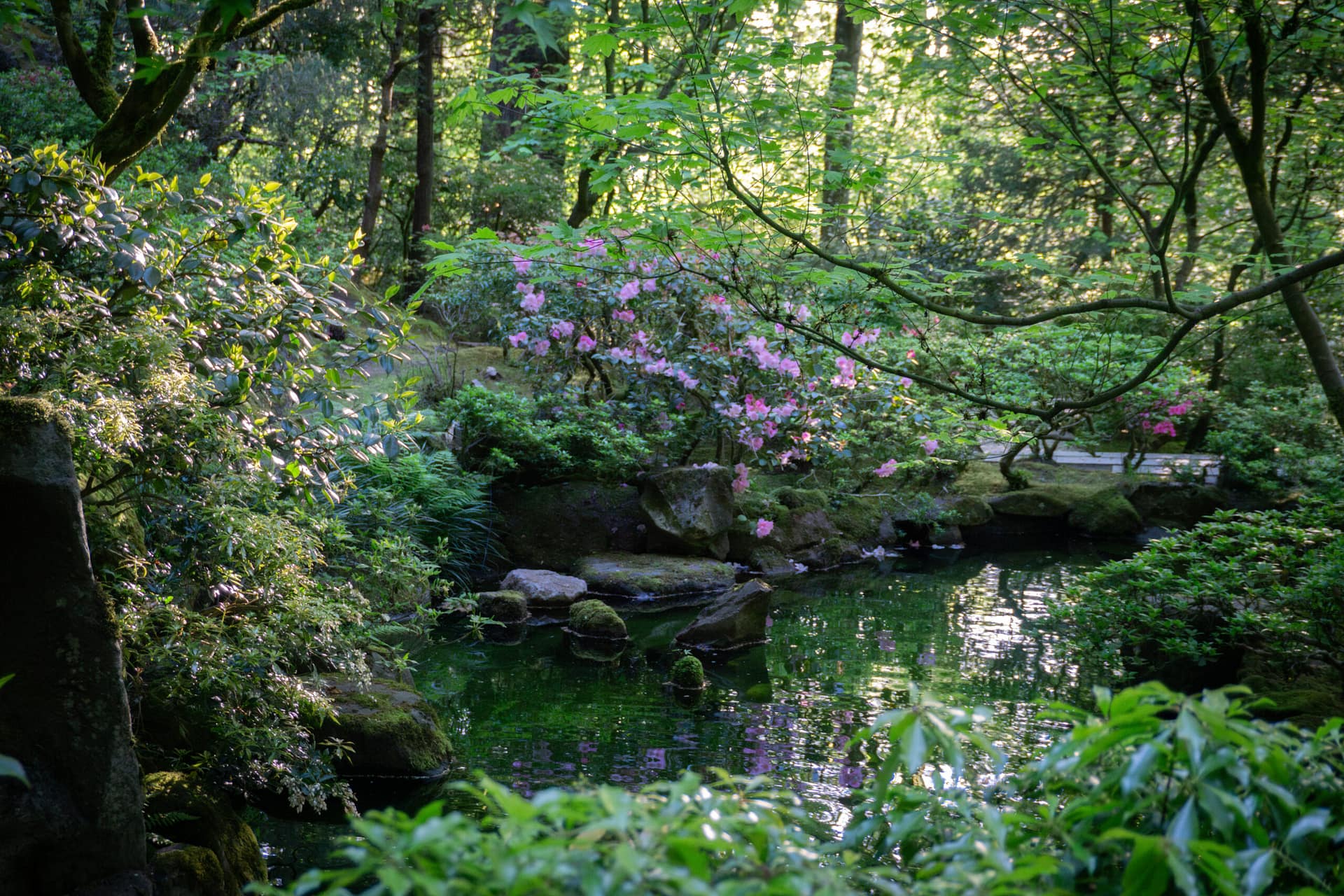 A shaded pond with azalea growing nearby.
