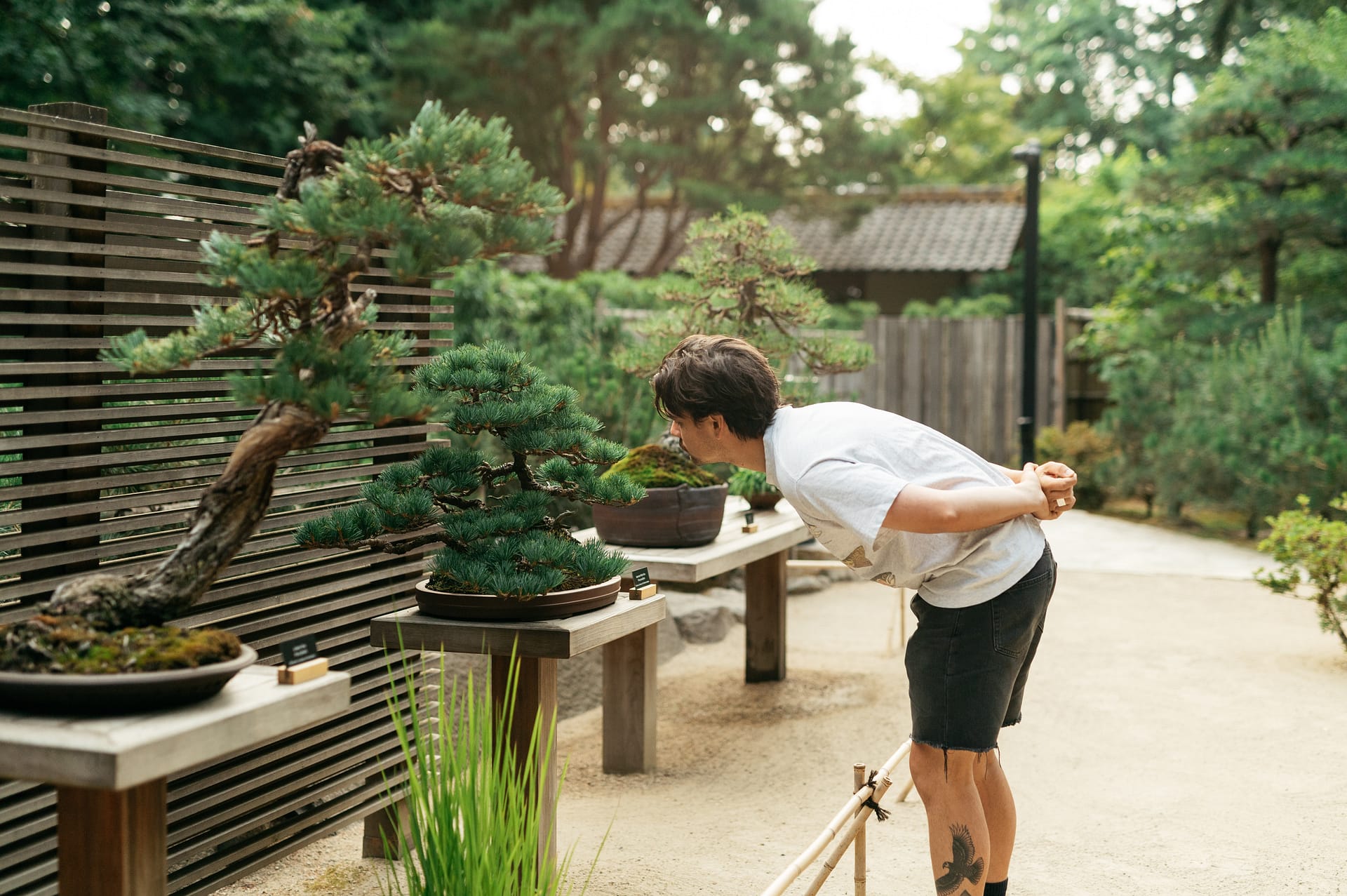a man leans over to look underneath the crown of a bonsai tree