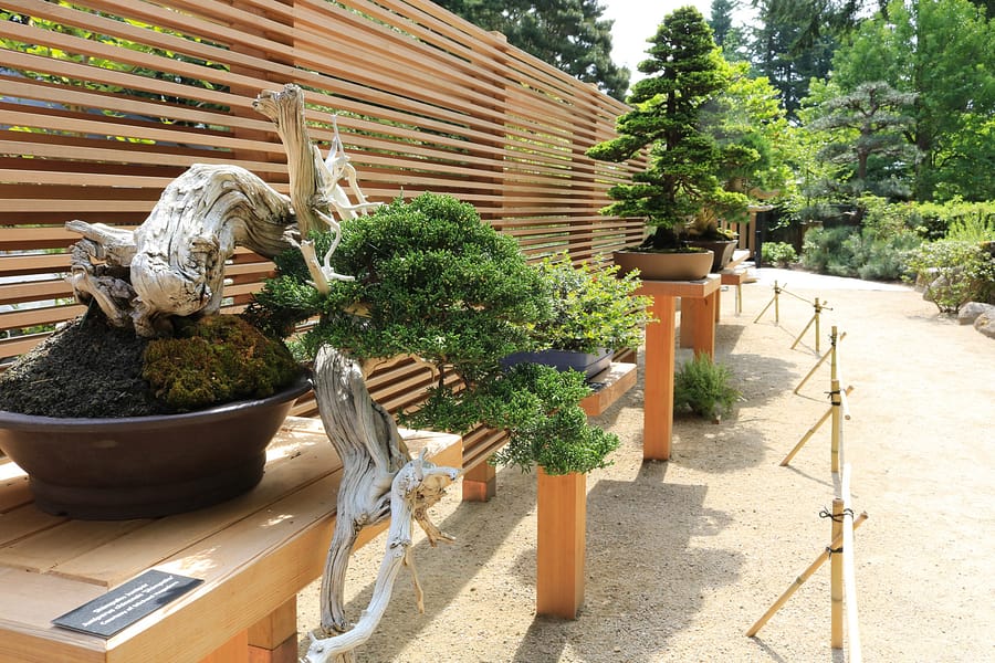 Caring for Bonsai in Winter  Portland Japanese Garden
