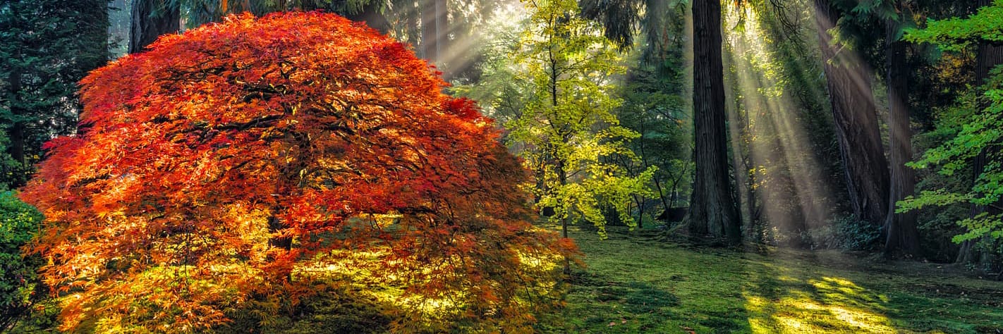 2025-fall-colors-tracker