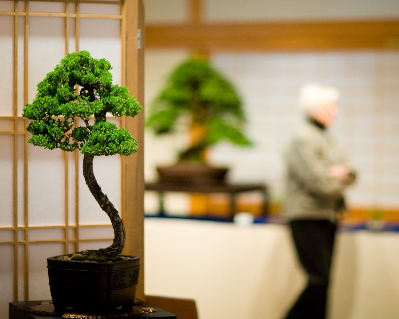 An Introduction to Bonsai  Portland Japanese Garden