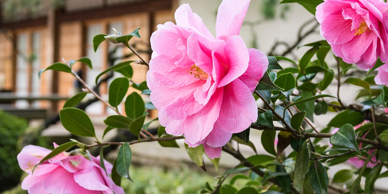 William Sutton_2019 Calendar_Full Rights_WSutton_spring_4