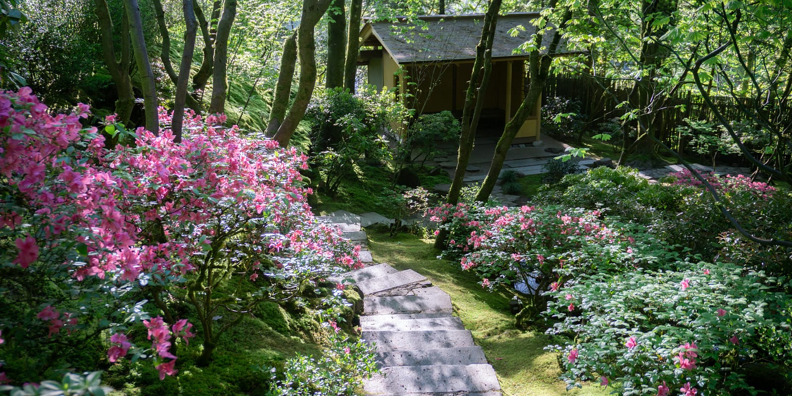 Azaleas and dappled sunlight in the Natural Garden. Photo by Portland Japanese Garden