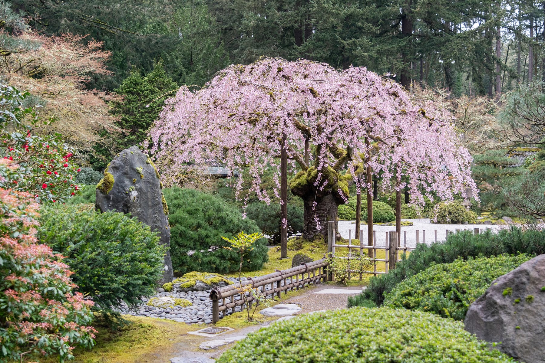 Cherry Blossom Tracker – Portland Japanese Garden