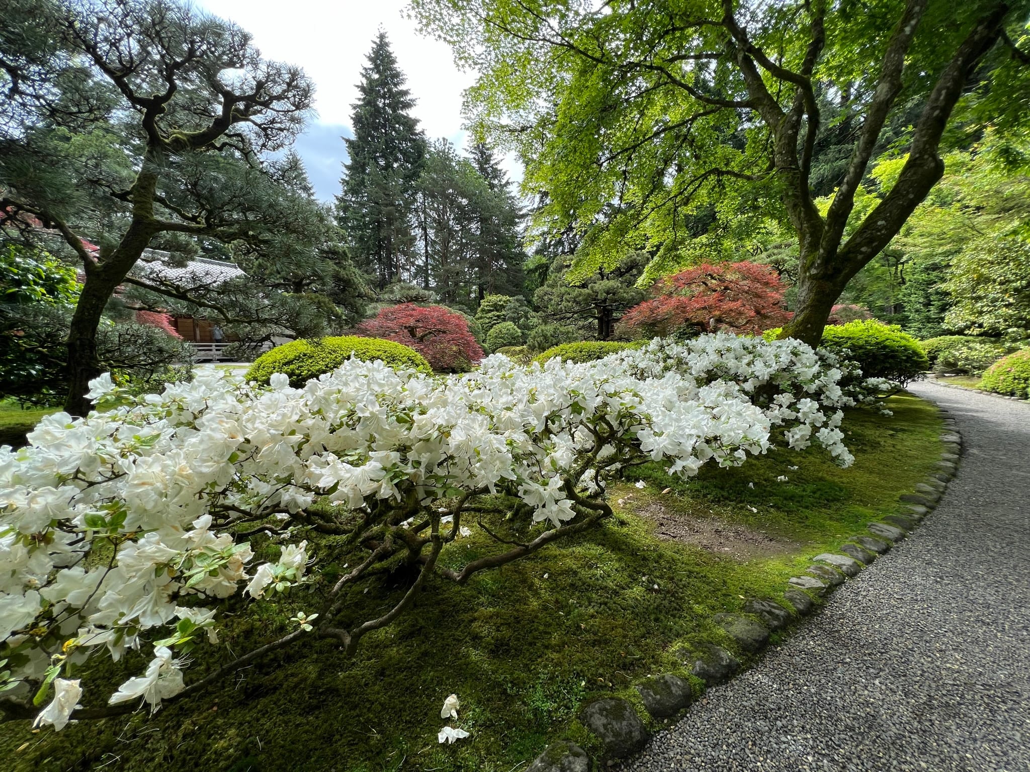 The Flowers of Spring 2022 – Portland Japanese Garden