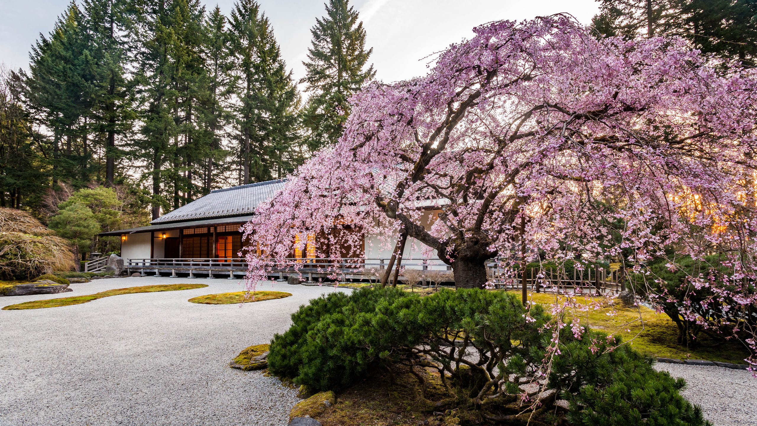 Cherry Blossom Tracker – Portland Japanese Garden