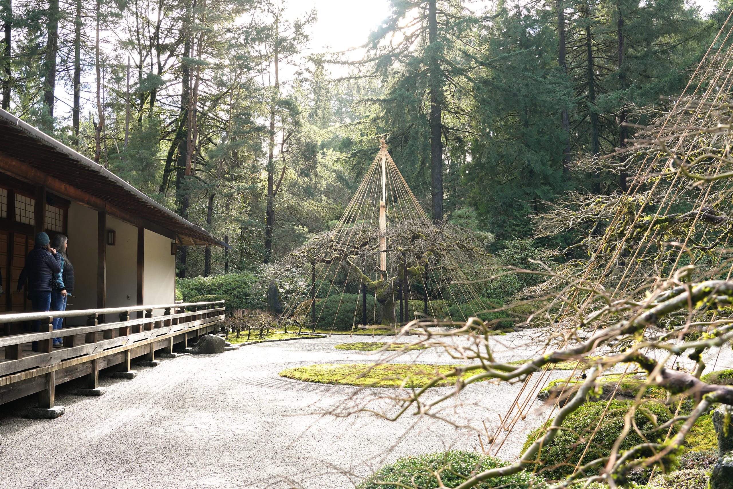 Winter Scenery: Yukizuri Return to Portland Japanese Garden Winter Scenery: Yukizuri Return to Portland Japanese Garden