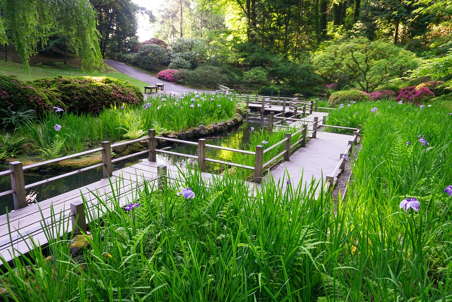 2024 Iris Bloom Watch – Portland Japanese Garden