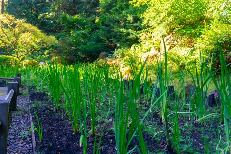 iris ohyama6畳 2024 2024 Iris Bloom Watch – Portland Japanese Garden