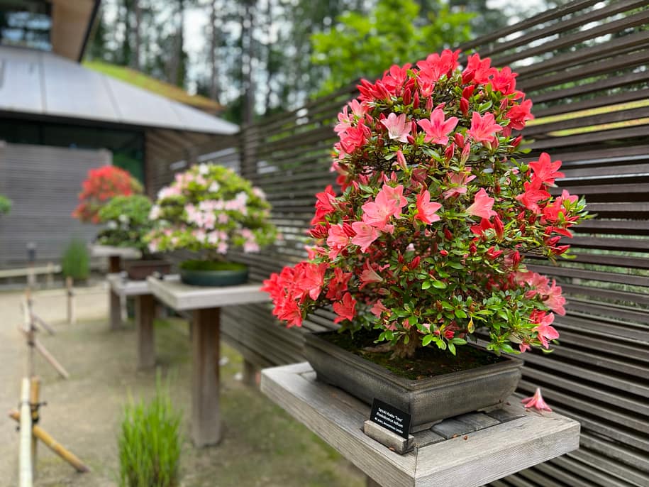 The Flowers of Spring 2022 – Portland Japanese Garden
