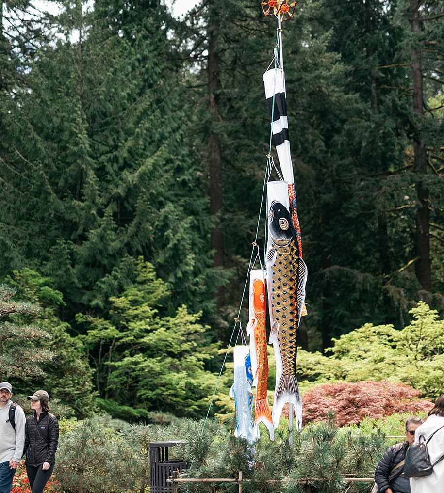Koi: Learn About The Living Jewels of Portland Japanese Garden