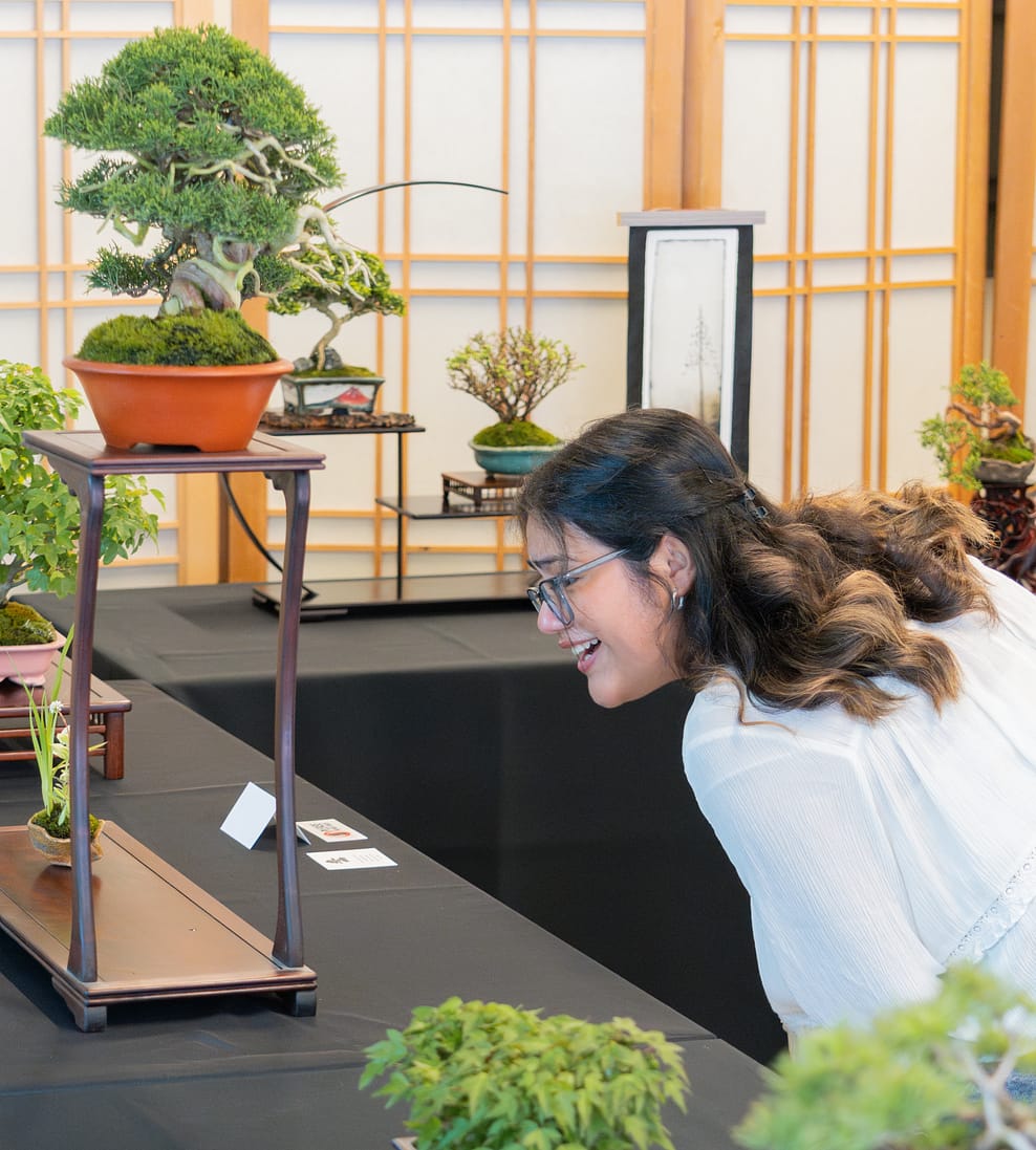 Bonsai Society of Portland Exhibition  Portland Japanese Garden