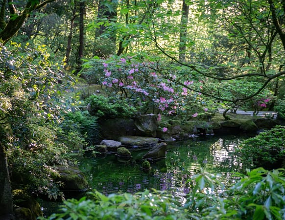 A shaded pond with azalea growing nearby.