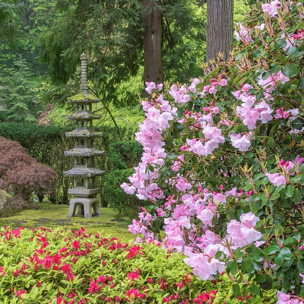Flowers blooming in the Portland Japanese Garden