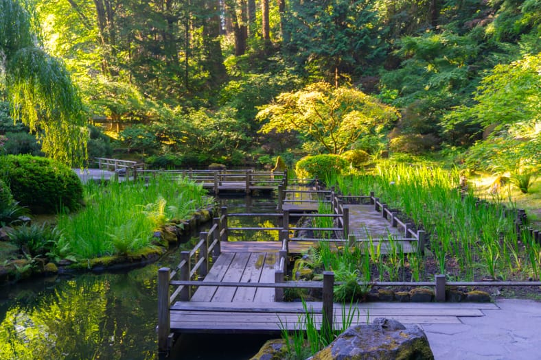 2024 Iris Bloom Watch – Portland Japanese Garden