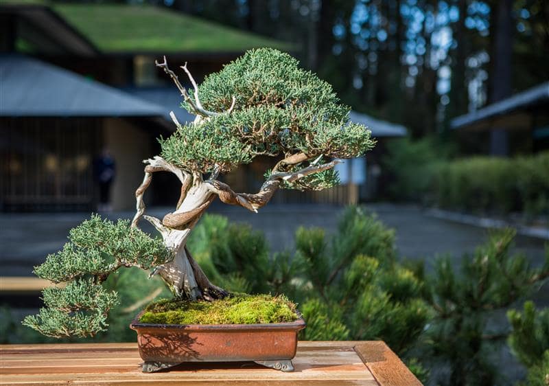 bonsai naranjo Bonsái Citrus Myrtifolia – Naranjo 8 Años en Planeta Huerto main image 1