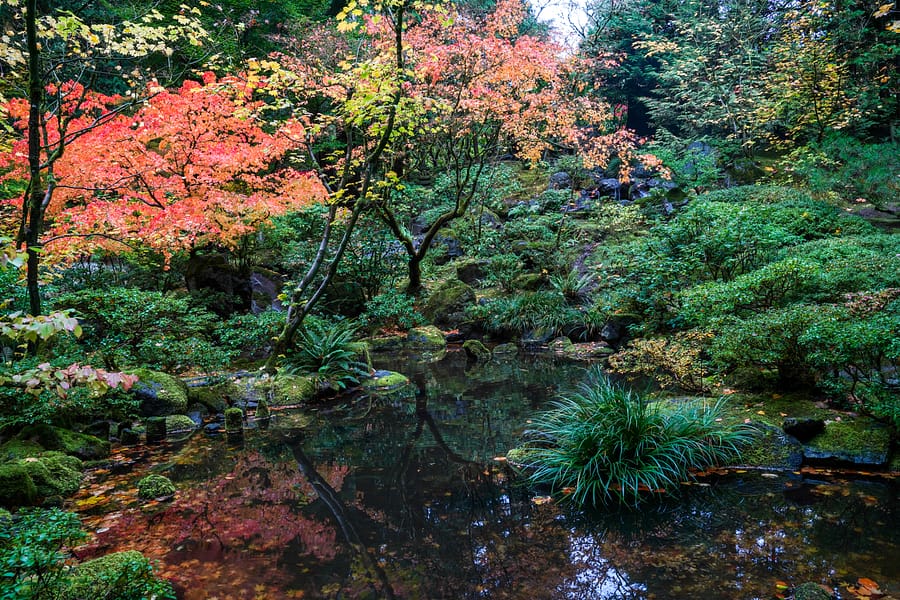 Fall Color Update: October 22, 2019 – Portland Japanese Garden