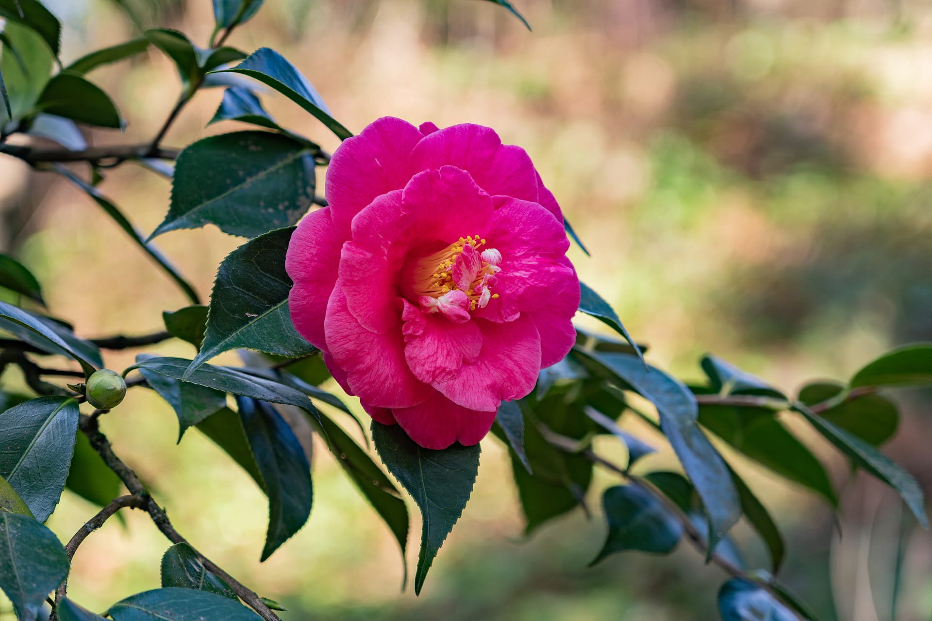 a pink flower
